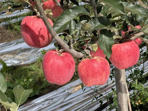 现摘现发-新鲜上市爸爸的苹果9颗精品“美味苹果”礼盒装 商品图1