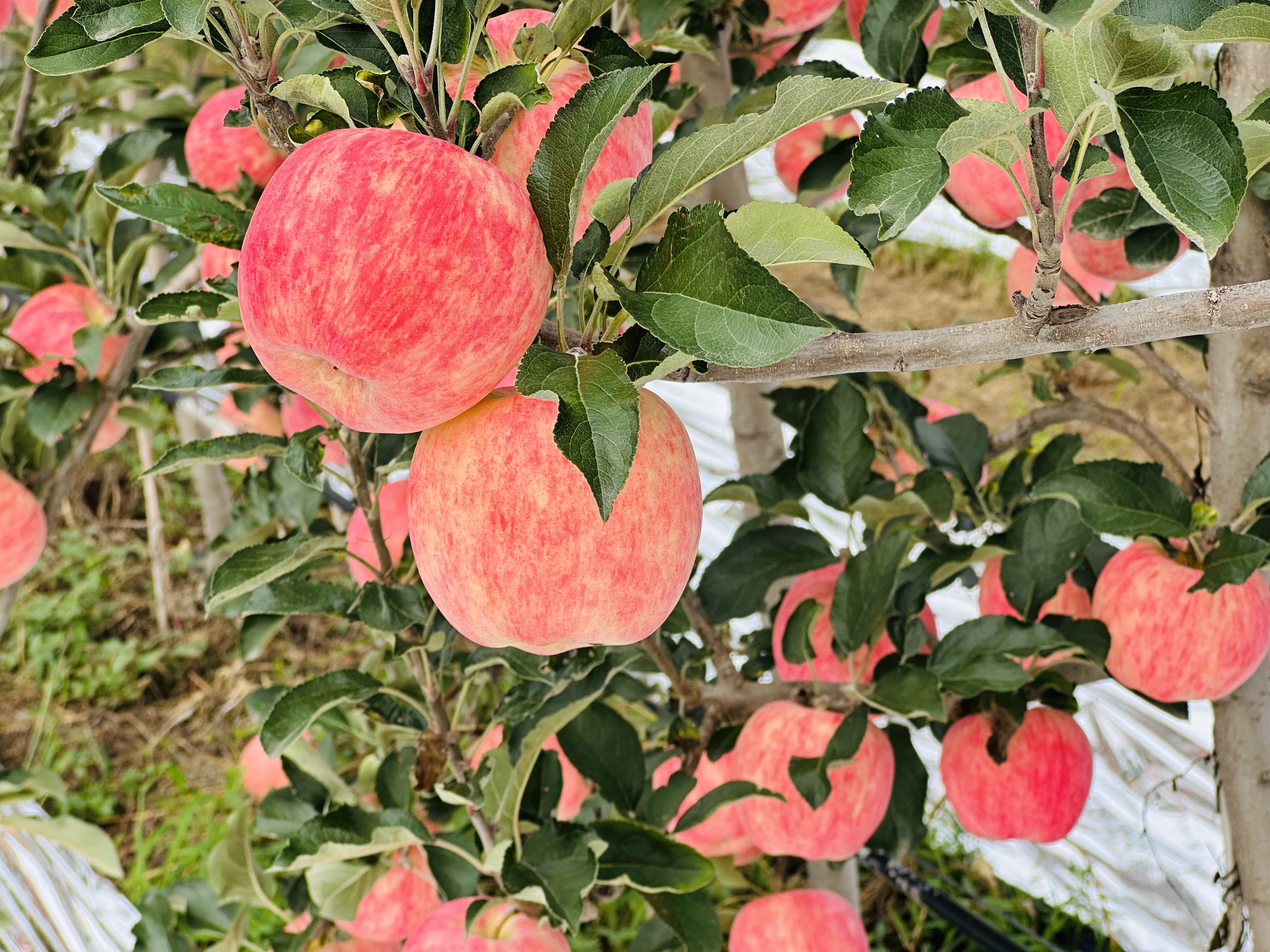 现摘现发-新鲜上市爸爸的苹果9颗精品“美味苹果”礼盒装