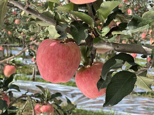 现摘现发-新鲜上市爸爸的苹果9颗精品“美味苹果”礼盒装 商品图5