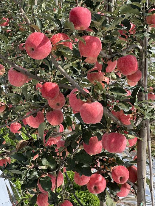 现摘现发-新鲜上市爸爸的苹果9颗精品“美味苹果”礼盒装 商品图2