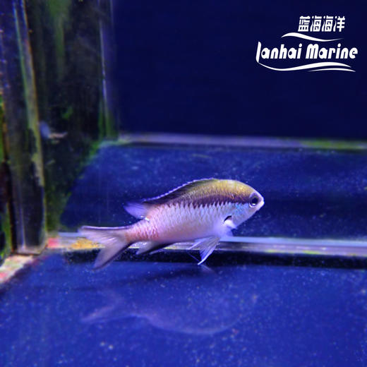 大堡礁魔 商品图2