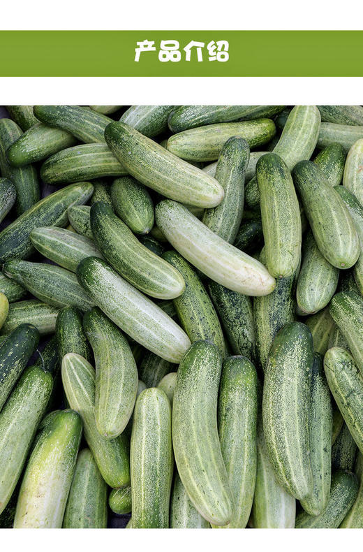 【蔬】本地黄瓜 一根（约300g） 商品图3