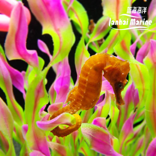人工彩色海马 商品图8