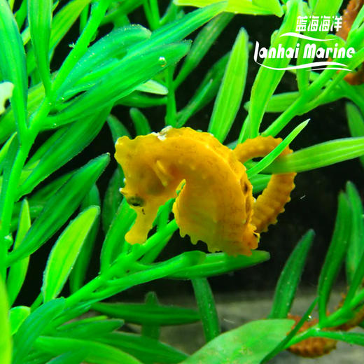 人工彩色海马 商品图2