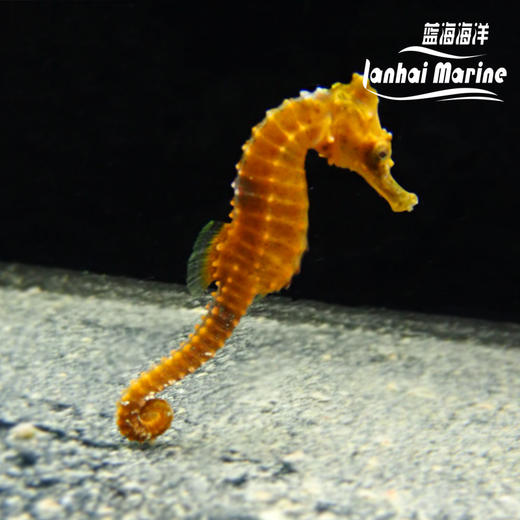 人工彩色海马 商品图12