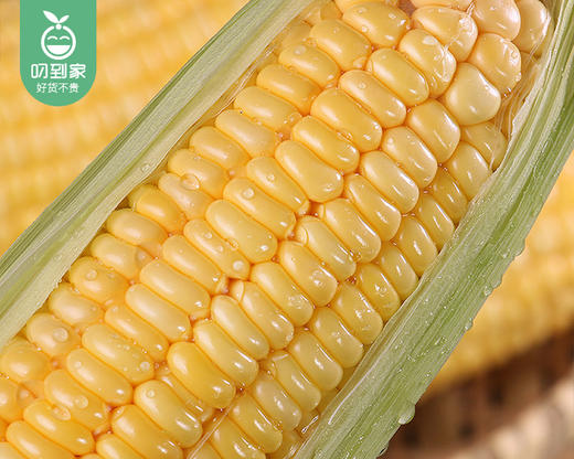 长泰新鲜甜玉米（1.5kg±100g/份） 商品图3