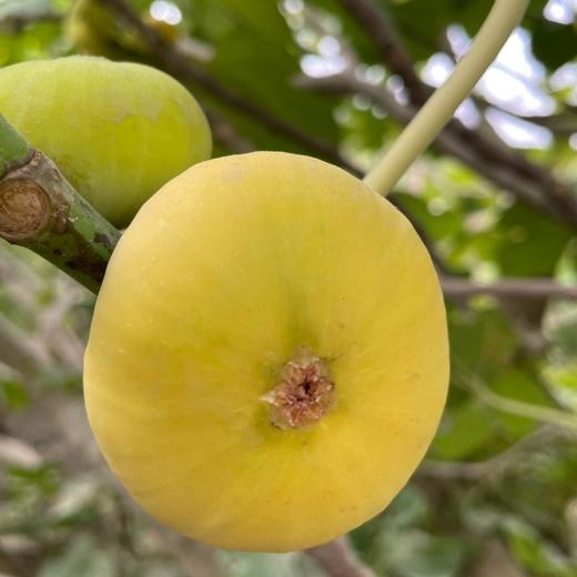 【二象限】新疆无花果干 来自无花果之乡新疆阿图什 软糯有嚼劲 甜而不腻 宝藏健康零食 即食无添加  商品图5