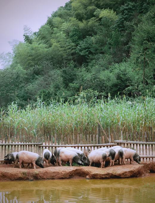 金华小香猪猪肚19.8元1个200-300g,明天到 商品图1