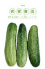 【蔬】本地黄瓜 一根（约300g） 商品缩略图5