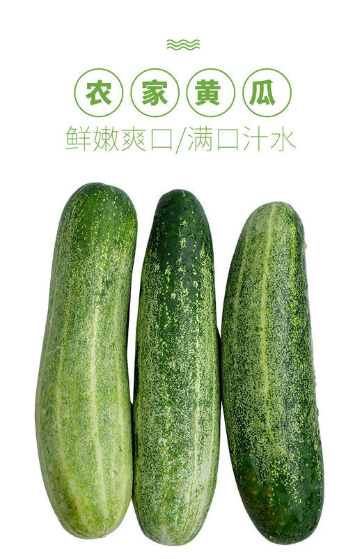 【蔬】本地黄瓜 一根（约300g） 商品图5
