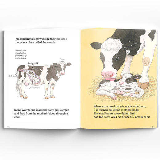 鸟类与哺乳动物科普套装 商品图3