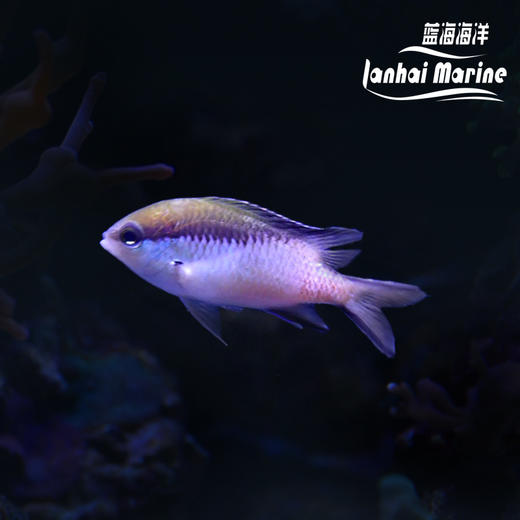 大堡礁魔 商品图0