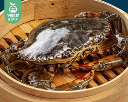 鲜活红树林红膏鲟/1份（2只，共250±30g） 商品图4