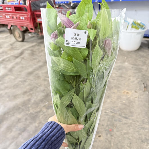 铁线莲.粉色 商品图3