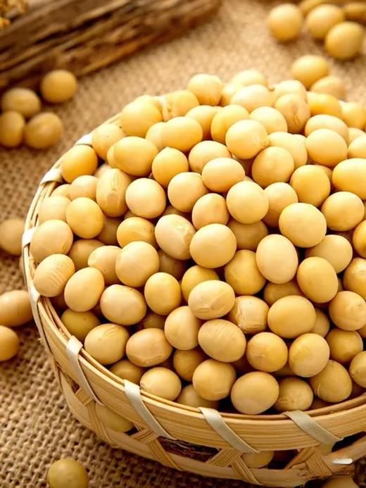 一粒翁-大粒黄豆（430/包） 商品图1