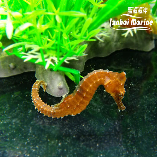 人工彩色海马 商品图9