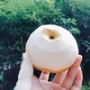 山东莱阳秋月梨｜个头大饱满  肉嫩汁甜  果肉细腻 顺丰发货 商品缩略图2