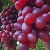 文义农庄葡萄（有机认证） 商品缩略图1