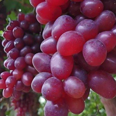 文义农庄葡萄（有机认证） 商品图1