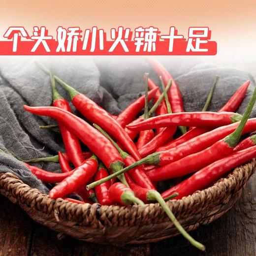 【蔬】指天椒/小米辣 50g/份 商品图2