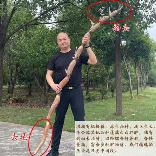 正宗洪湖有机粉藕 现挖鲜发莲藕 粉糯香甜 煲汤主角 商品图4