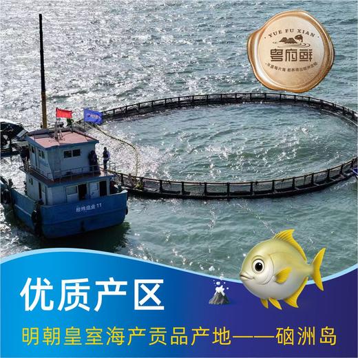 粤府鲜  淡晒金鲳鱼（390-425克装） 商品图2