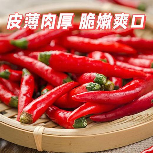 【蔬】指天椒/小米辣 50g/份 商品图3