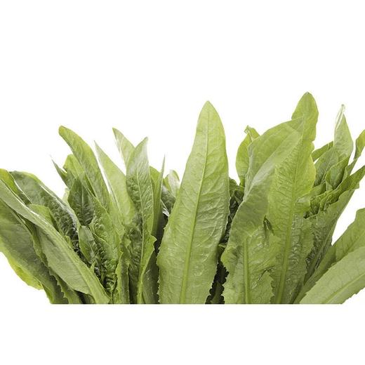 【蔬】油麦菜一颗约200g 商品图2