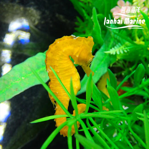 人工彩色海马 商品图1