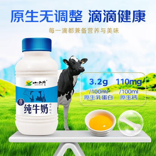 【青海优品】小西牛 青藏奶源纯牛奶 243ml*12 商品图2