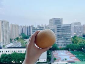 山东莱阳秋月梨｜个头大饱满  肉嫩汁甜  果肉细腻 顺丰发货