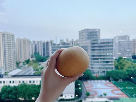 山东莱阳秋月梨｜个头大饱满  肉嫩汁甜  果肉细腻 顺丰发货 商品图0