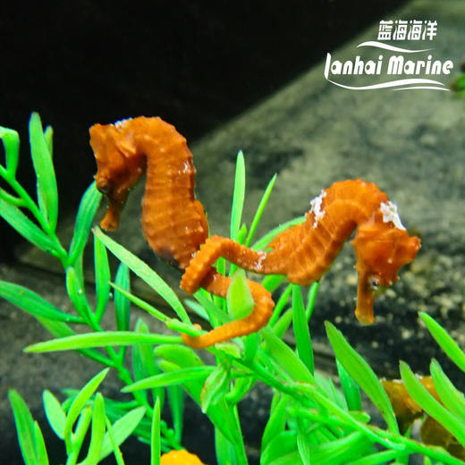 人工彩色海马 商品图5