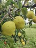 赵县心之力皇冠梨、雪花梨 套袋 树上自然熟 生态种植 基地直发 包邮 商品缩略图6