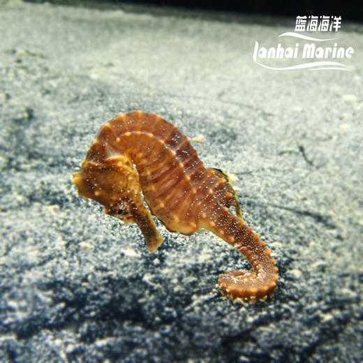 人工彩色海马 商品图10