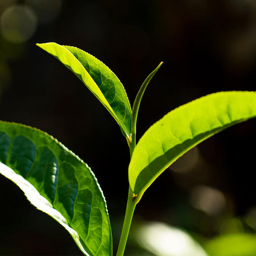 【白牡丹】2021年云南福鼎白牡丹，补贴价清仓纯纯的福利，纯日晒花香，250克/箱 商品图2