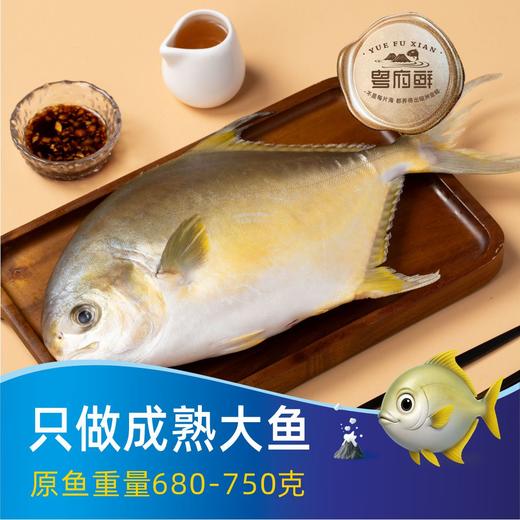 粤府鲜  淡晒金鲳鱼（480-530克） 商品图1