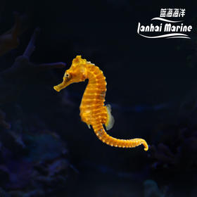 人工彩色海马