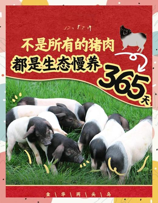 金华小香猪猪肚19.8元1个200-300g,明天到 商品图2