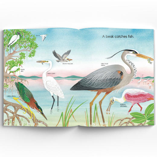 鸟类与哺乳动物科普套装 商品图4