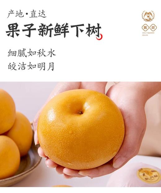 旅院中秋节方案C优质水果套餐 商品图4