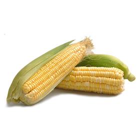 【蔬】去皮水果玉米/甜玉米2根（约580g）