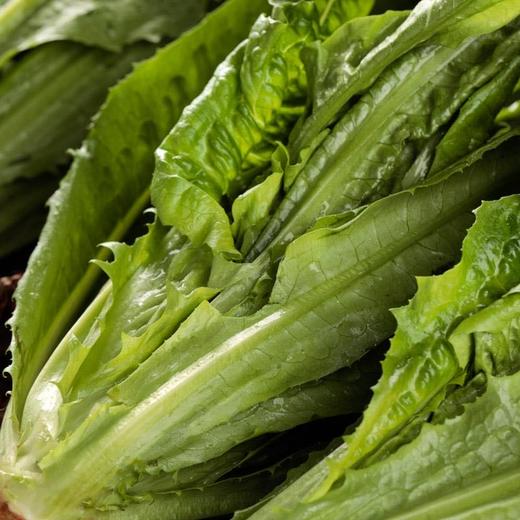 【蔬】油麦菜一颗约200g 商品图7