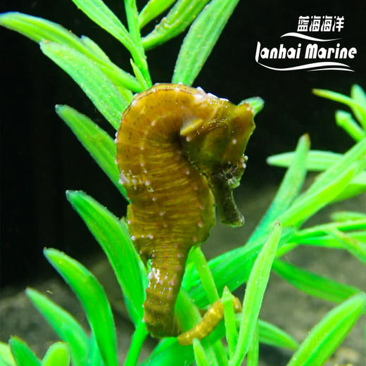 人工彩色海马 商品图4