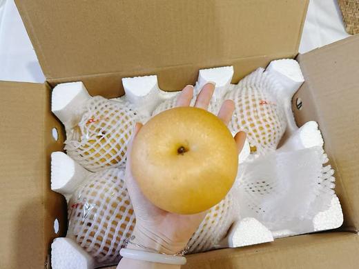 山东莱阳秋月梨｜个头大饱满  肉嫩汁甜  果肉细腻 顺丰发货 商品图1