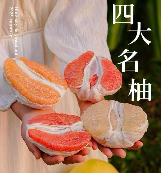 【到手4个】福建琯溪四大名柚 净重8-9斤（三‮蜜红‬柚/红‮蜜心‬柚/黄柚/白柚各一粒） 商品图1