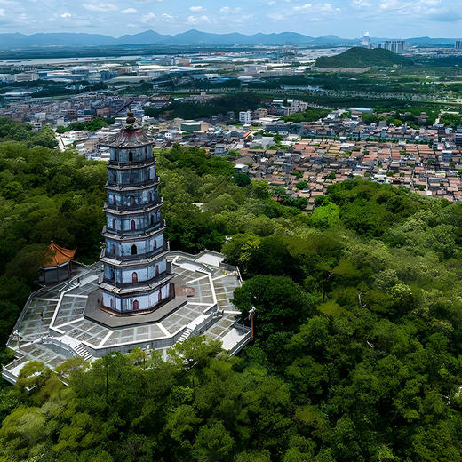 超值闭眼入【品质已核验；一流口感】【帮助张老师朋友亏本清仓】【小青柑】广东新会正宗原产地核心精选勐海熟茶100g/罐 商品图8