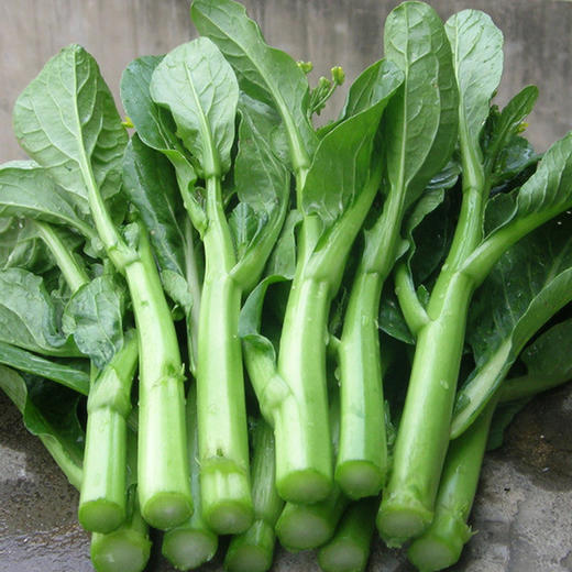 【蔬】 广东菜心 商品图0