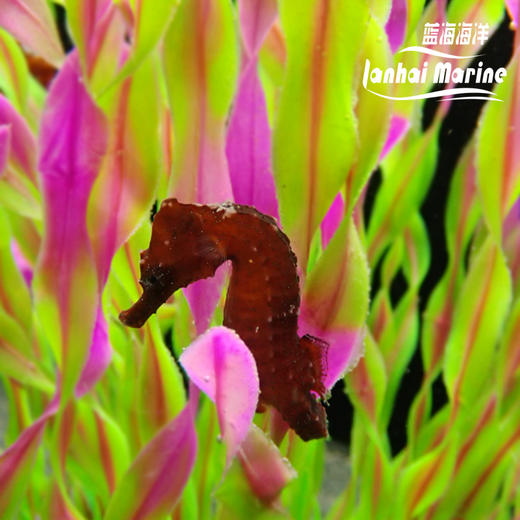 人工彩色海马 商品图7