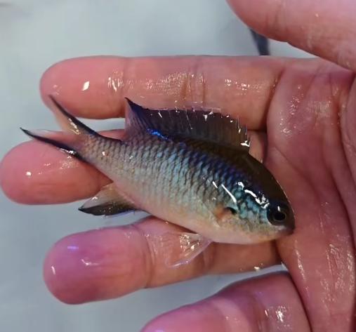 大堡礁魔 商品图5